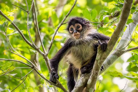 Spider Monkeys Use Collective Computing When Foraging for Food