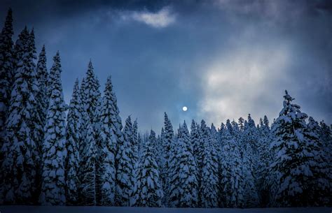 Snnow-Covered Fir Trees at Dusk In Twilight Moon Wallpaper, HD Nature ...