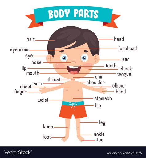 Human Body In Names at Jarvis Meadows blog