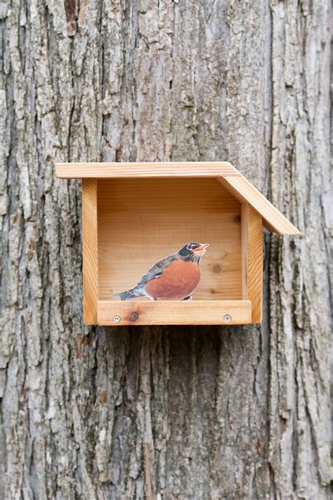 American Robin Open nest box | Etsy