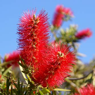 weeping bottlebrush tree fertilizer - Glynis Cosby