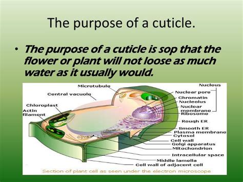 PPT - Plants PowerPoint Presentation - ID:2851686