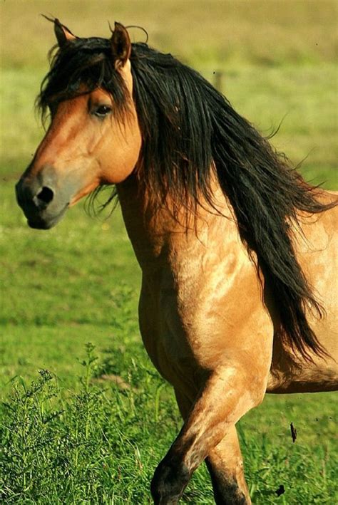 Hermosos Caballos Con Un Pelo Bellísimo | Naturaleza | Razas de ...