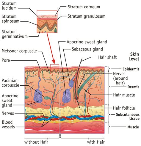 Integumentary System Diagram