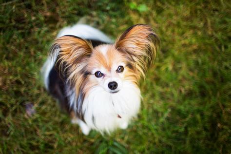 Papillon Adoption and Rescue | LoveToKnow