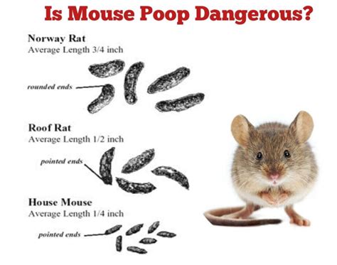 Is Mouse Poop Dangerous? - Public Health