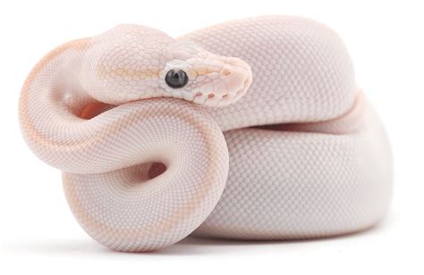 Blue Eyed Lucy Ball Pythons: Complete Care Guide | Keeping Exotic Pets