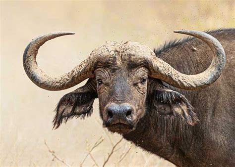 Buffalo vs Bison: 9 Differences Between 4 Species | Storyteller Travel