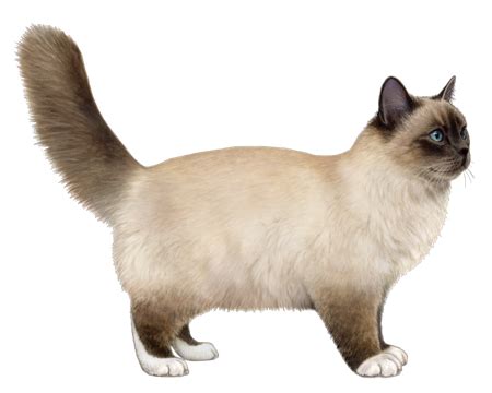 Birman Facts - Wisdom Panel™ Cat Breeds