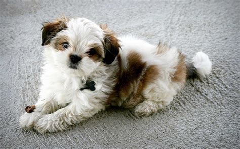 All About Maltese Shih Tzu (Malshi) – Crossbreed of Purebred Maltese ...