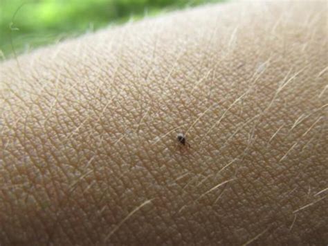 Seed Ticks: A Thing You Probably Didn't Know You Need to Avoid — Jason ...