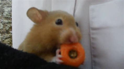 hamster eats carrot - YouTube