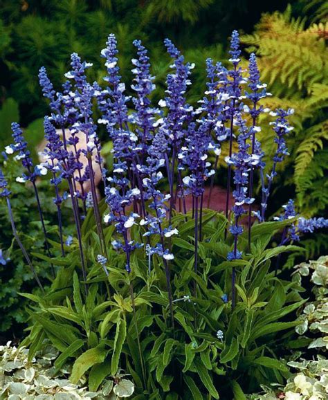 50 Seeds - Salvia Farinacea Strata Blue Sage - Seeds & Bulbs