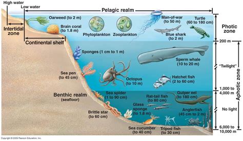 Ocean Depth and Species | Ocean zones, Continental shelf, Ocean ecosystem