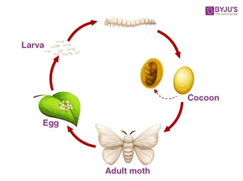 Explain the life cycle of silk moth. - Biology Question