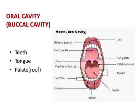 SONU ACADEMY: HUMAN DIGESTIVE SYSTEM-TEXT