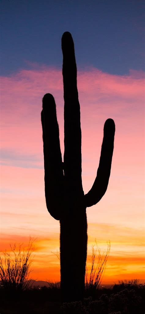 arizona iPhone Wallpapers Free Download