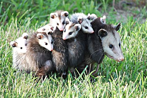 25 Cute Possum and Opossum Pictures | Reader's Digest