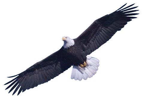 Bald Eagle PNG Transparent Images