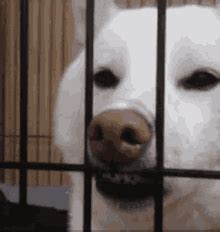 Funny Animals GIFs | Tenor