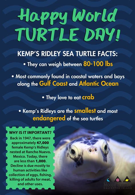 Happy World Turtle Day: Meet the Kemp’s Ridley Sea Turtle – Moody Gardens