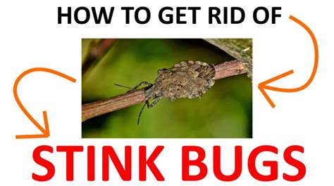 How to Get Rid of Stink Bugs Naturally (DIY Remedies) - 2022 | BugWiz