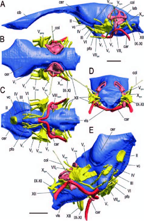 3. Cranial endocast, endosseous labyrinth, and some endocranial ...