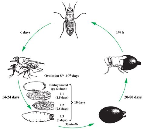 3. Reproductive cycle of a tsetse fly (adapted from Cuisance, 1989 ...