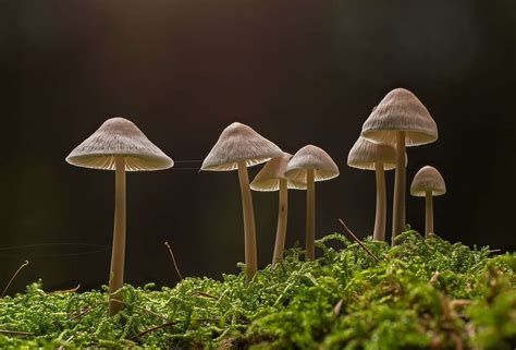 Psilocybe Ovoideocystidiata | Psychedelic Mushroom Specie