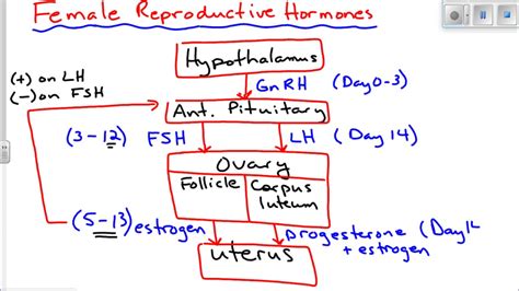 Female Reproductive Hormones - YouTube