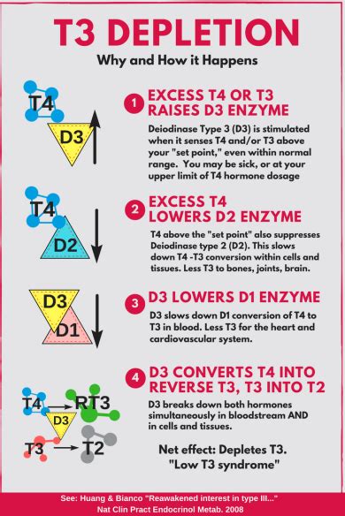 Recovery from T3 depletion – Thyroid Patients Canada