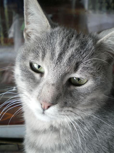 Beautiful gray cat with lovely eyes | Grey cat names, Grey cats, Cats