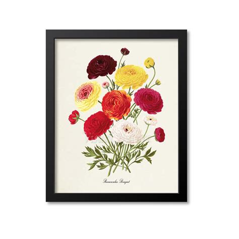 Persian Buttercup Botanical Print Ranunculus Bouquet Flower - Etsy