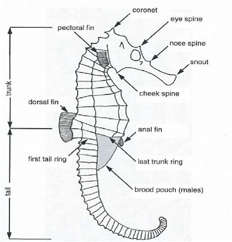 Male Seahorse Anatomy