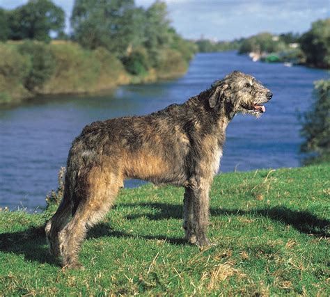 Irish Wolfhound Beagle Mix