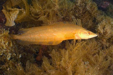 Heterostichus rostratus - Giant kelpfish | Reef Life Survey