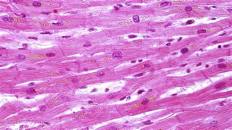 Cardiac Muscle Histology Diagram | Quizlet