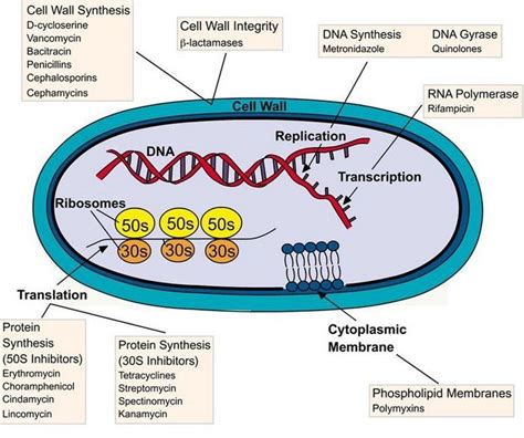 Mechanism of Action of Cephalosporins | Antibiotics pharmacology ...