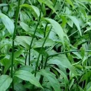 Sabah Snake Grass - Medicinal Herb Info