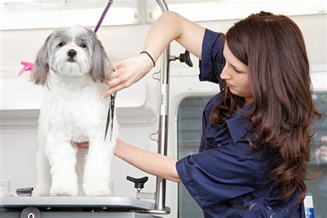 4 Benefits of Mobile Dog Grooming | Woofie's Pet Sitters, Dog Walkers ...