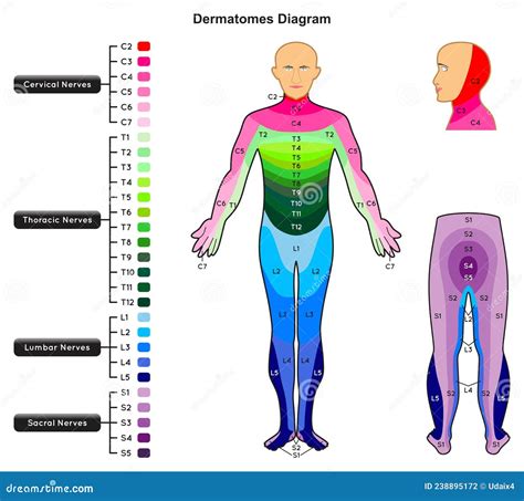 Dermatome Cartoons, Illustrations & Vector Stock Images - 14 Pictures ...