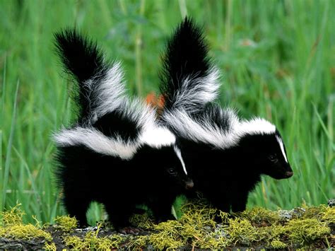 Skunk_Babies (Striped Skunks); Image ONLY