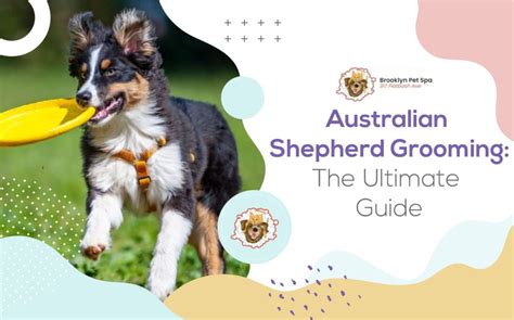 Australian Shepherd Grooming - The Ultimate Guide