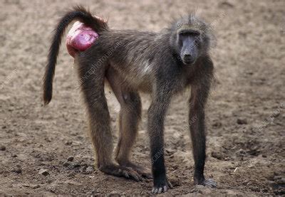 Chacma baboon - Stock Image - Z910/0050 - Science Photo Library