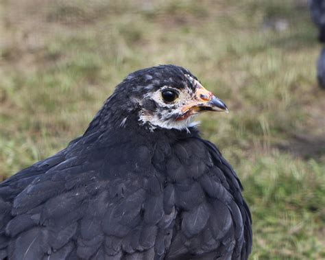 Black Jersey Giant | BackYard Chickens - Learn How to Raise Chickens