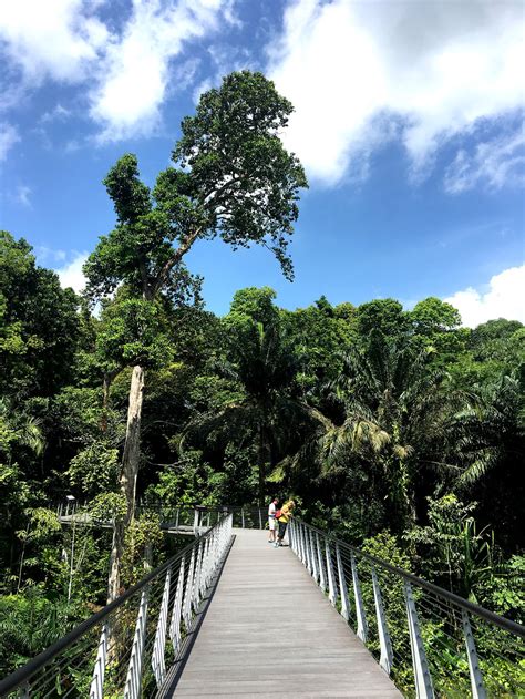 Learning Forest at Singapore Botanic Gardens — Stephen Caffyn Landscape ...