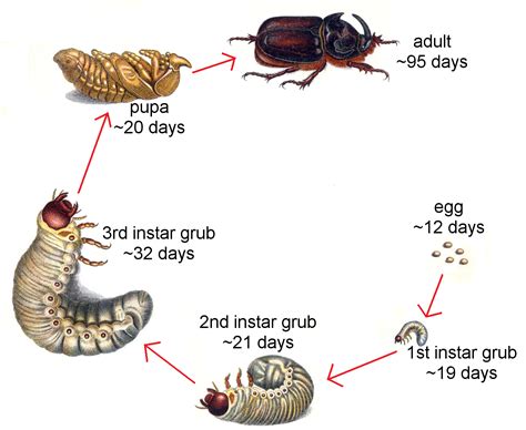 Beetles Have Which of the Following Life Cycles - TatumkruwYork