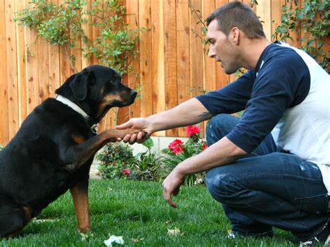 Dog Training - Brandon McMillan Dog Trainer | Canine MindedBrandon ...