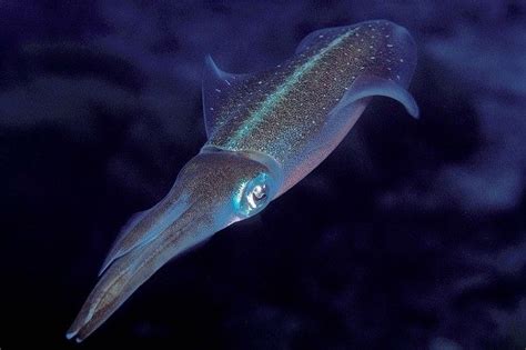 Caribbean reef squid - Alchetron, The Free Social Encyclopedia