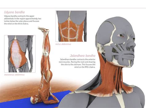 Udyana Bandha / Jalandhara Bandha - bandhayoga.com | Yoga Anatomy ...